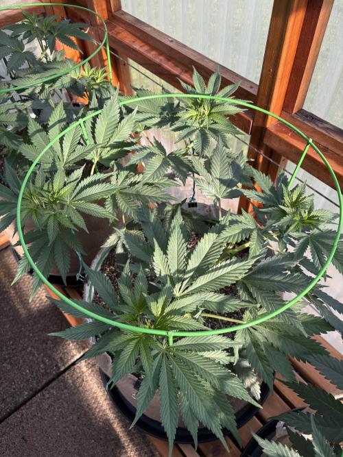 Purple Romulan - Summer 2026. Week 10 - Purple Romulan #2 - Day 65