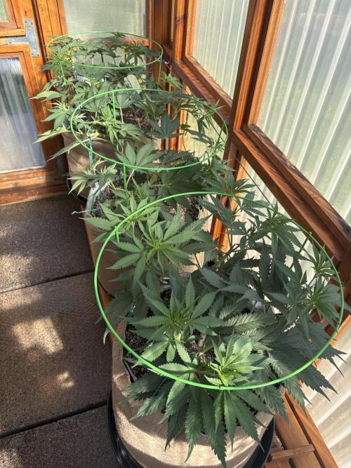 Purple Romulan - Summer 2026. Week 10 - Greenhouse Front Bench - Day 70