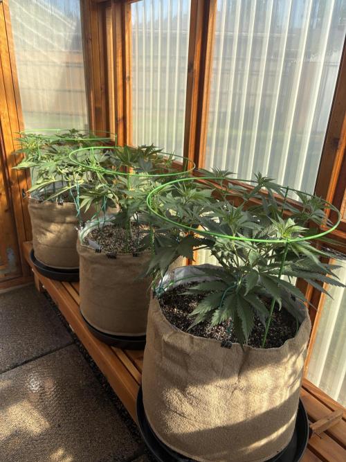 Purple Romulan - Summer 2026. Week 10 - Greenhouse Front Bench - Day 70