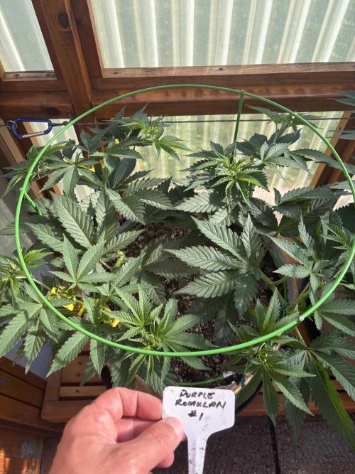 Purple Romulan - Summer 2026. Week 10 - Purple Romulan #1 - Day 70