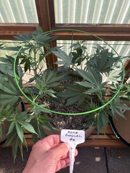Purple Romulan - Summer 2026. Week 10 - Purple Romulan #2 - Day 70