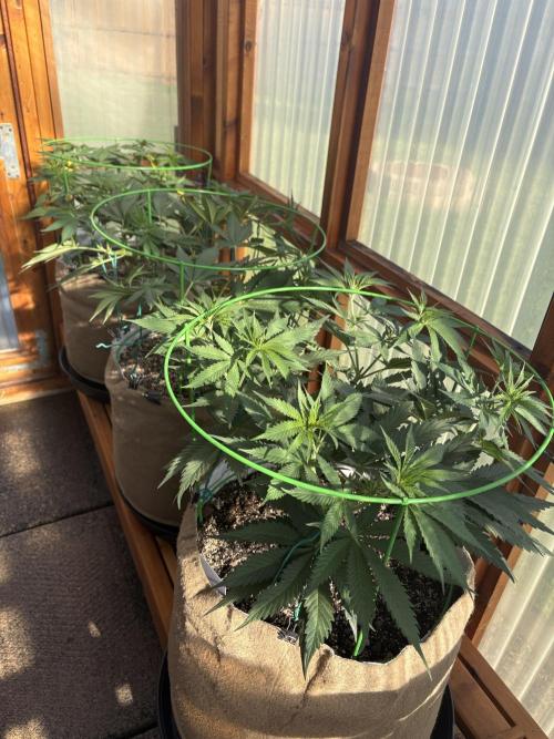 Purple Romulan - Summer 2026. Week 10 - Greenhouse Front Bench - Day 70