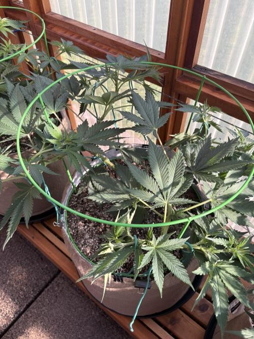 Purple Romulan - Summer 2026. Week 10 - Purple Romulan #2 - Day 70