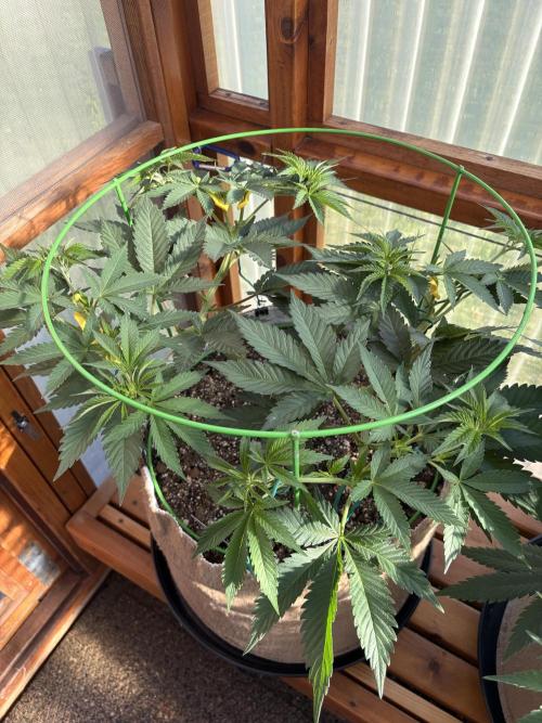 Purple Romulan - Summer 2026. Week 10 - Purple Romulan #1 - Day 70