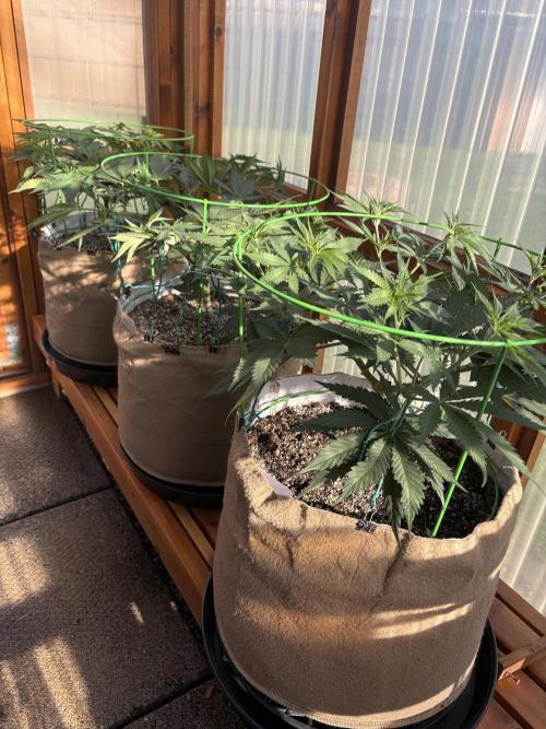 Purple Romulan - Summer 2026. Week 10 - Greenhouse Front Bench - Day 70