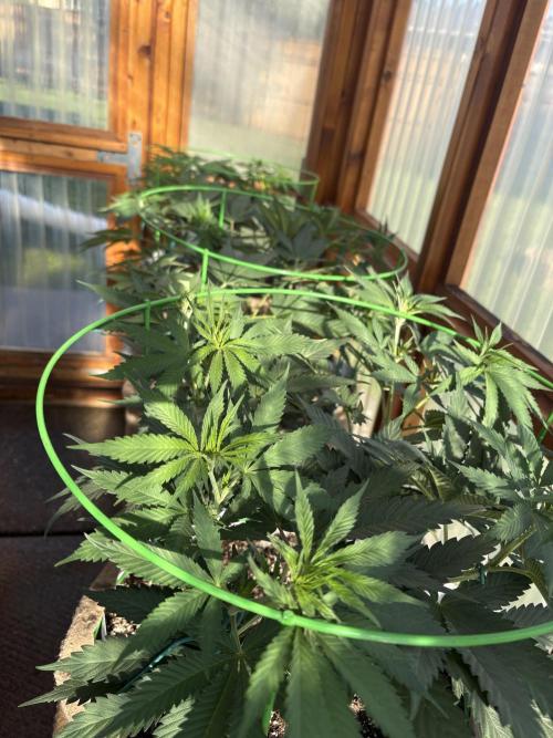 Purple Romulan. Week 10