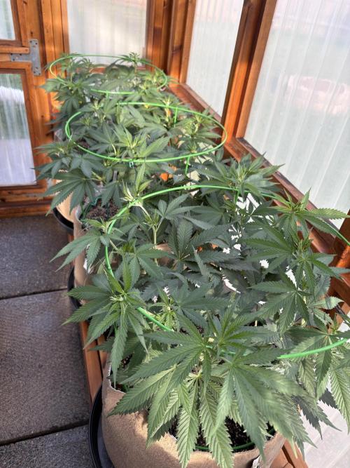 Blue Dynamite - Summer 2026. Week 11 - Greenhouse Front Bench - Day 73