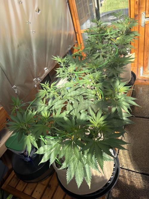 Blue Dynamite - Summer 2026. Week 11 - Greenhouse Back Bench - Day 75