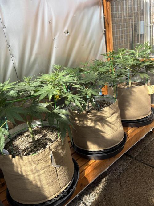 Blue Dynamite - Summer 2026. Week 11 - Greenhouse Back Bench - Day 75