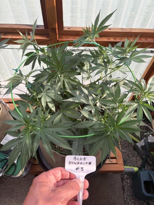Blue Dynamite - Summer 2026. Week 11 - Blue Dynamite #3 - Day 75