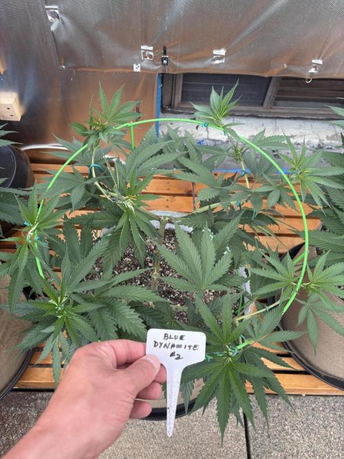 Blue Dynamite - Summer 2026. Week 11 - Blue Dynamite #2 - Day 75