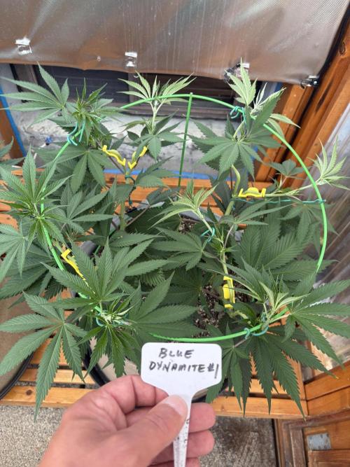 Blue Dynamite - Summer 2026. Week 11 - Blue Dynamite #1 - Day 75