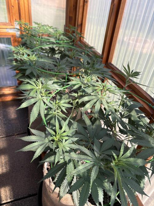 Blue Dynamite - Summer 2026. Week 11 - Greenhouse Front - Bench - Day 77