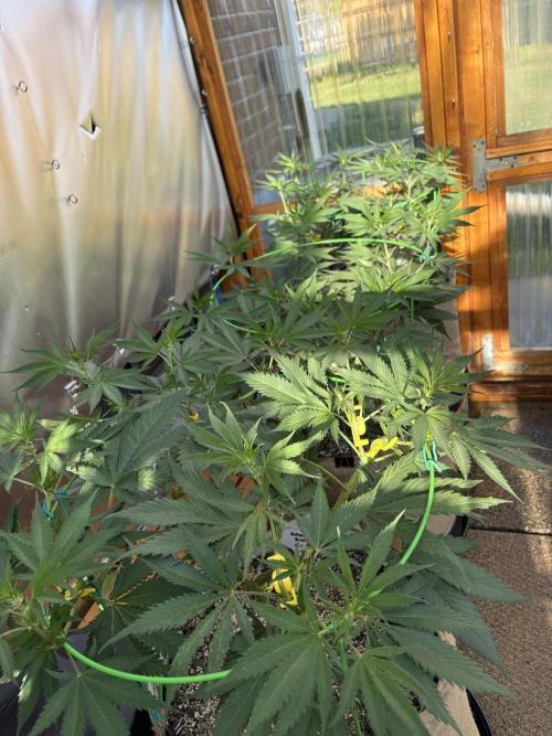 Blue Dynamite - Summer 2026. Week 11 - Greenhouse Back Bench - Day 77
