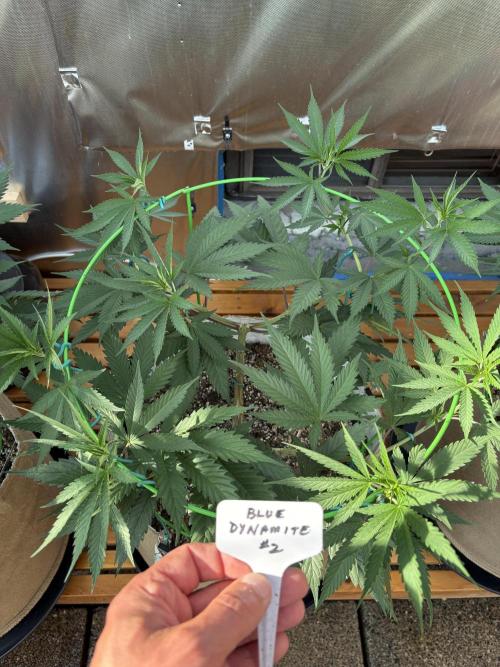 Blue Dynamite - Summer 2026. Week 11 - Blue Dynamite #2 - Day 77
