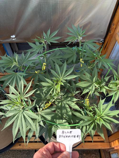 Blue Dynamite - Summer 2026. Week 11 - Blue Dynamite #1 - Day 77