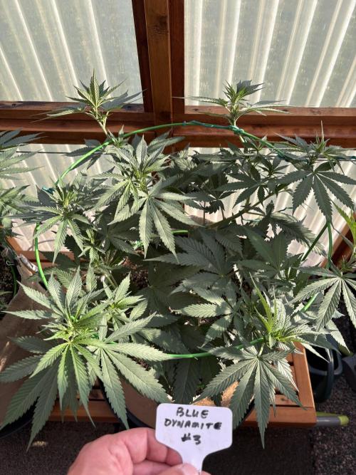 Blue Dynamite - Summer 2026. Week 11 - Blue Dynamite #3 - Day 77