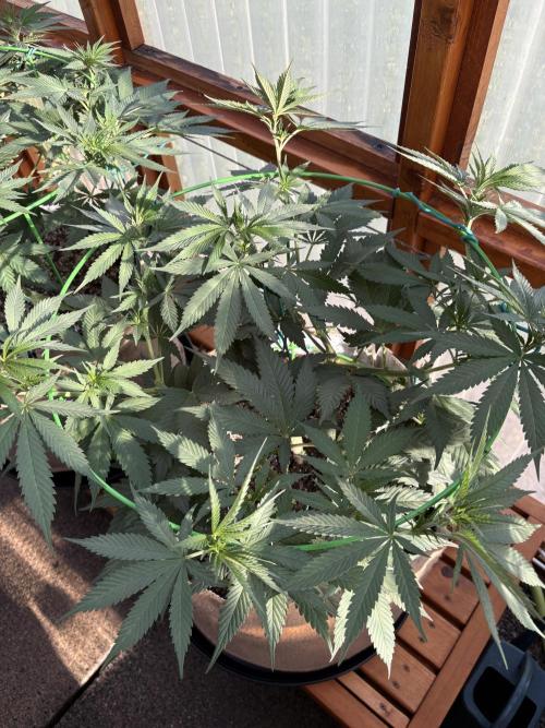 Blue Dynamite - Summer 2026. Week 11 - Blue Dynamite #3 - Day 77