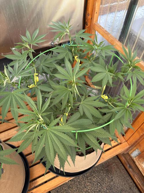 Blue Dynamite - Summer 2026. Week 11 - Blue Dynamite #1 - Day 77
