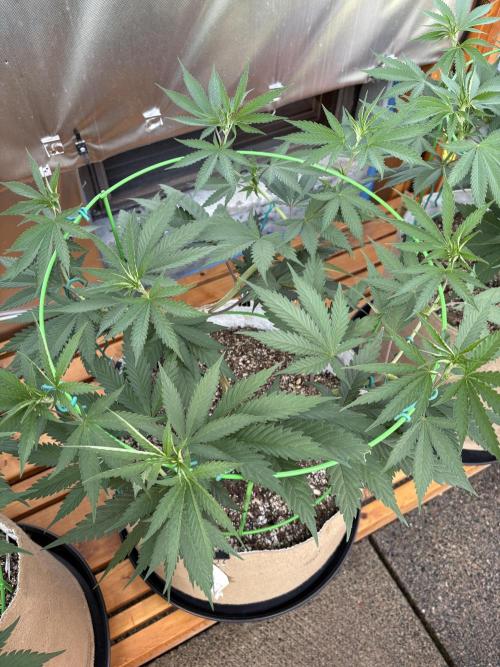 Drip Irrigation from Rain Barrel. Week 11