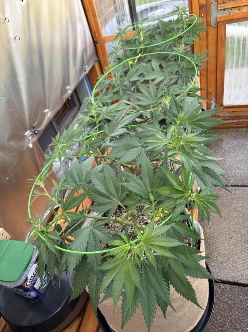GrapeGod - Summer 2026. Week 11 - Greenhouse Back Bench - Day 73