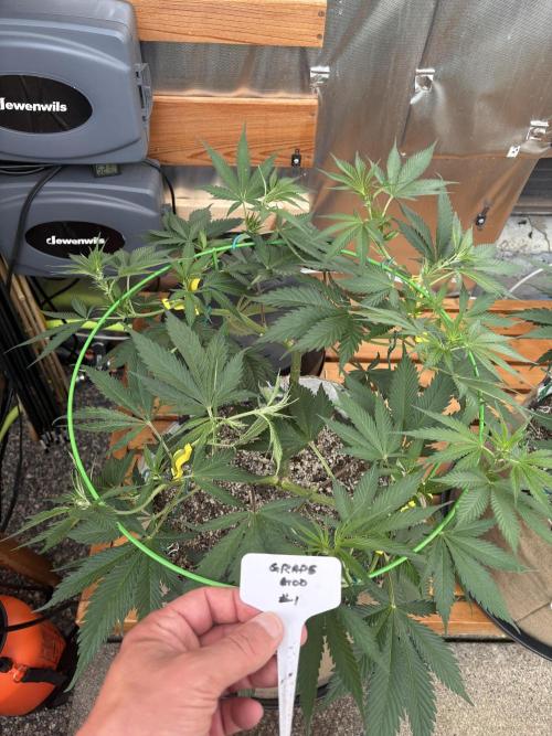 GrapeGod - Summer 2026. Week 11 - GrapeGod #1 - Day 75