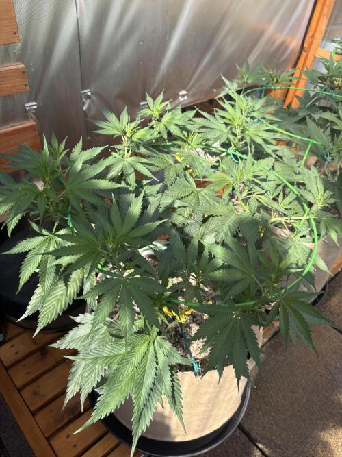 GrapeGod - Summer 2026. Week 11 - GrapeGod #1 - Day 77