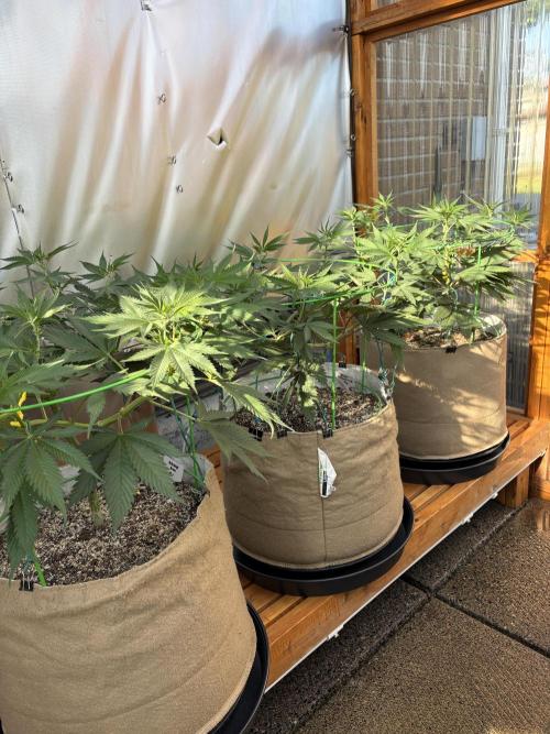 GrapeGod - Summer 2026. Week 11 - Greenhouse Back Bench - Day 77