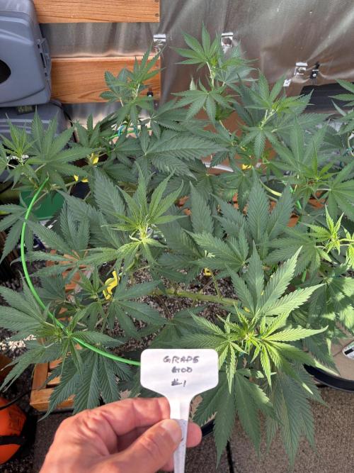 GrapeGod. Week 11
