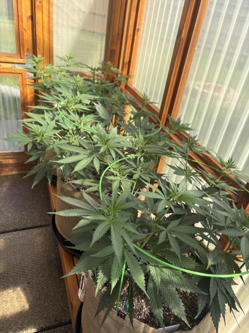 Purple Romulan - Summer 2026. Week 11 - Greenhouse Front Bench - Day 75