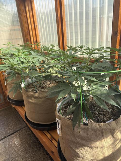 Purple Romulan - Summer 2026. Week 11 - Greenhouse Front Bench - Day 75