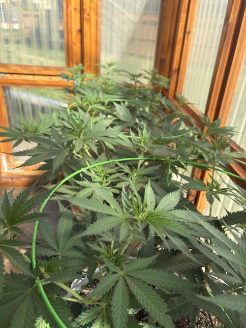 Purple Romulan - Summer 2026. Week 11 - Greenhouse Front Bench - Day 75