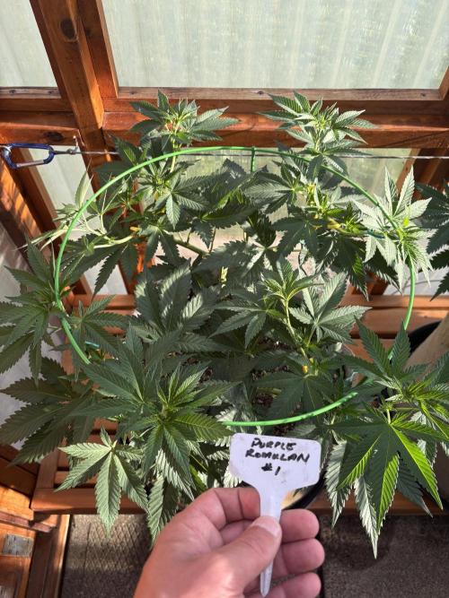Purple Romulan - Summer 2026. Week 11 - Purple Romulan #1 - Day 75
