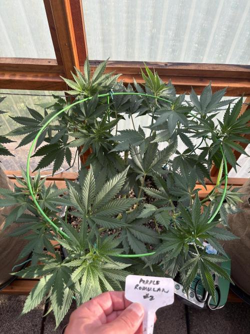 Purple Romulan - Summer 2026. Week 11 - Purple Romulan #2 - Day 75