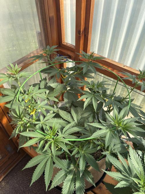 Purple Romulan - Summer 2026. Week 11 - Purple Romulan #1 - Day 76