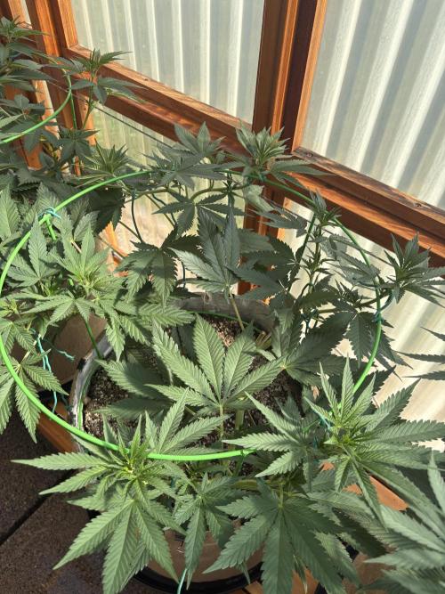 Purple Romulan - Summer 2026. Week 11 - Purple Romulan #2 - Day 76