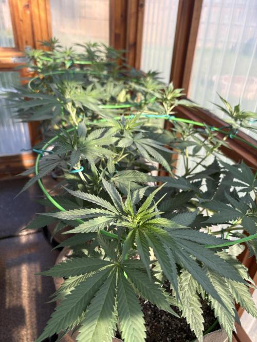 Purple Romulan - Summer 2026. Week 11 - Greenhouse Front Bench - Day 76