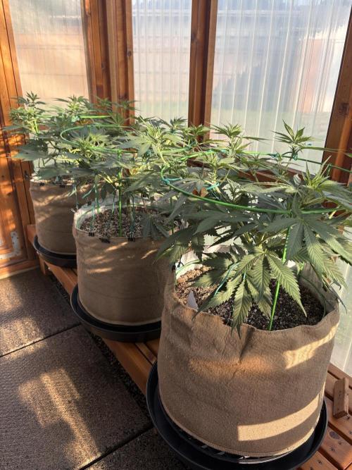 Purple Romulan - Summer 2026. Week 11 - Greenhouse Front Bench - Day 76