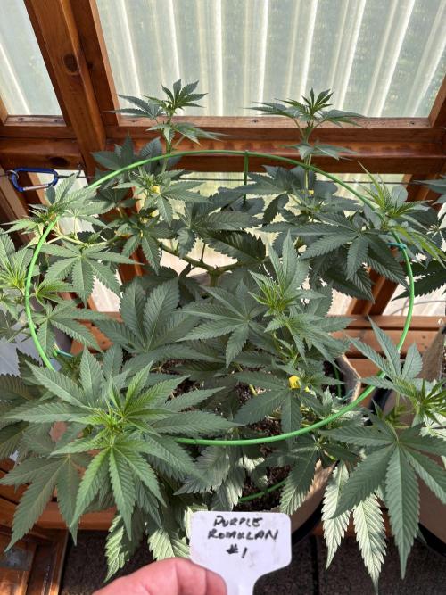 Purple Romulan - Summer 2026. Week 11 - Purple Romulan #1 - Day 77