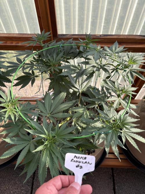 Purple Romulan - Summer 2026. Week 11 - Purple Romulan #2 - Day 77