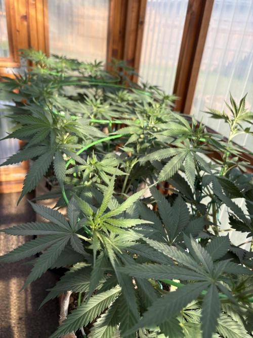 Purple Romulan. Week 11
