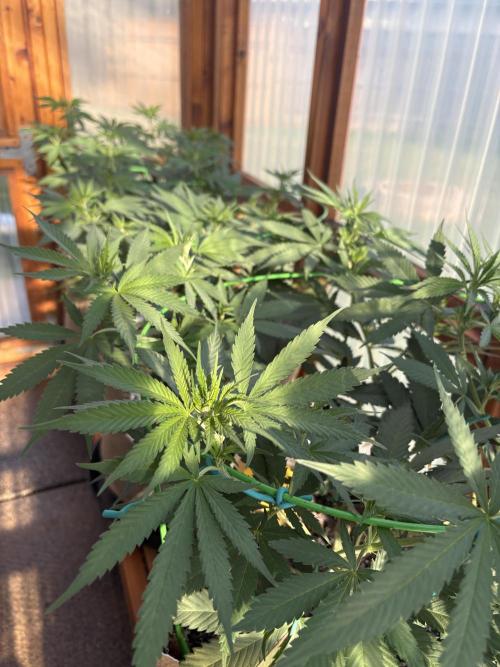 Blue Dynamite - Summer 2026. Week 12 - Greenhouse Front Bench - Day 78