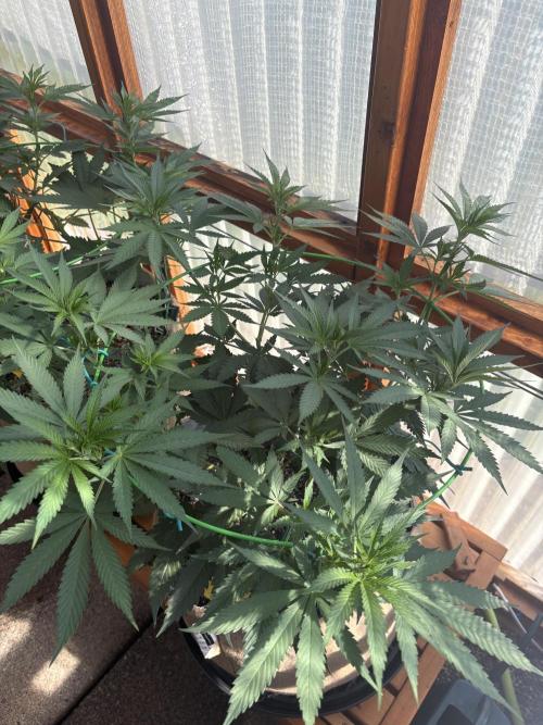 Blue Dynamite - Summer 2026. Week 12 - Blue Dynamite #3 - Day 78