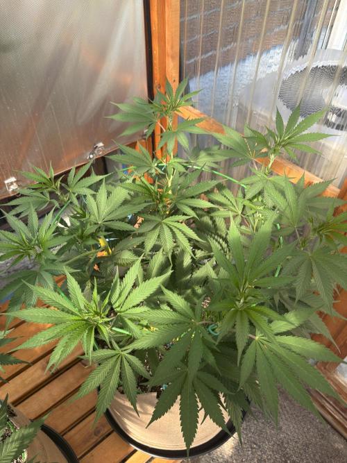 Blue Dynamite - Summer 2026. Week 12 - Blue Dynamite #1 - Day 78