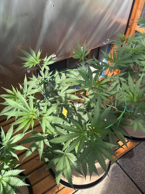 Blue Dynamite - Summer 2026. Week 12 - Blue Dynamite #2 - Day 78