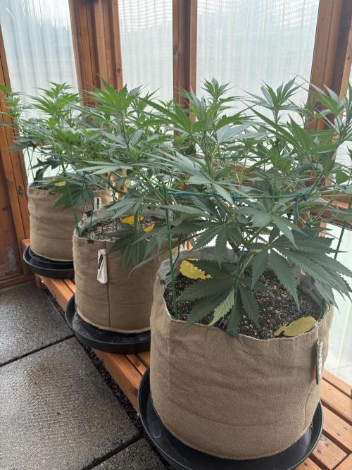 Blue Dynamite - Summer 2026. Week 12 - Greenhouse Front Bench - Day 82