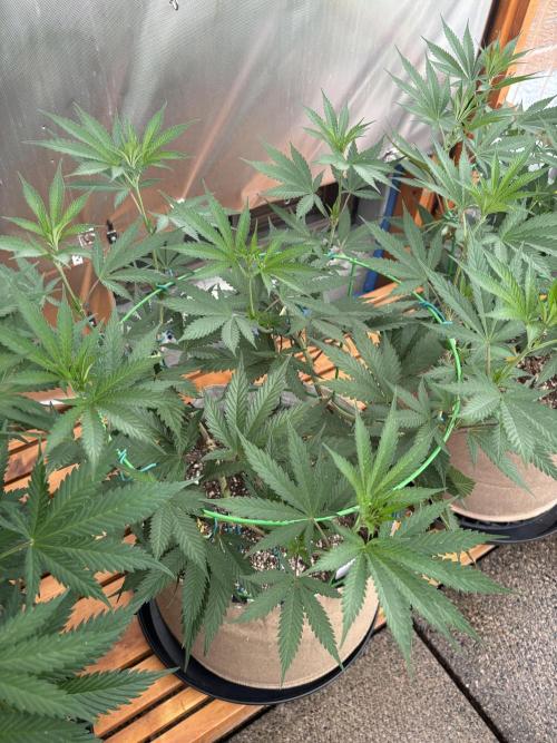 Blue Dynamite - Summer 2026. Week 12 - Blue Dynamite #2 - Day 82
