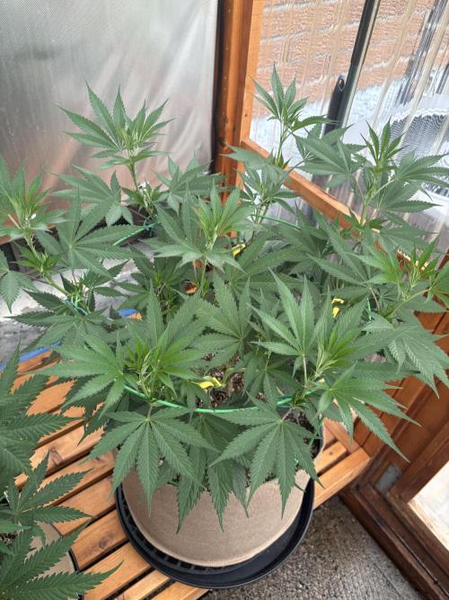 Blue Dynamite - Summer 2026. Week 12 - Blue Dynamite #1 - Day 82