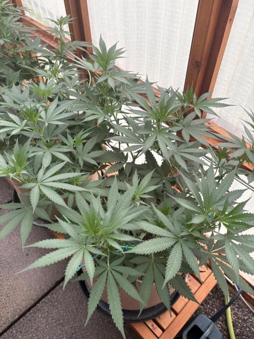 Blue Dynamite - Summer 2026. Week 12 - Blue Dynamite #3 - Day 82
