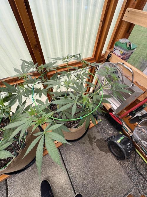 Blue Dynamite - Summer 2026. Week 12 - Blue Dynamite #3 - Day 84